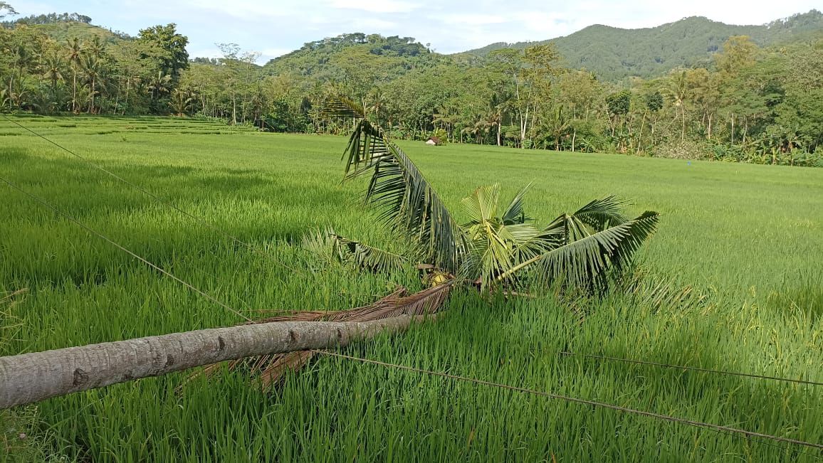 Pohon kelapa yang tumbang di Kecamatan Tugu