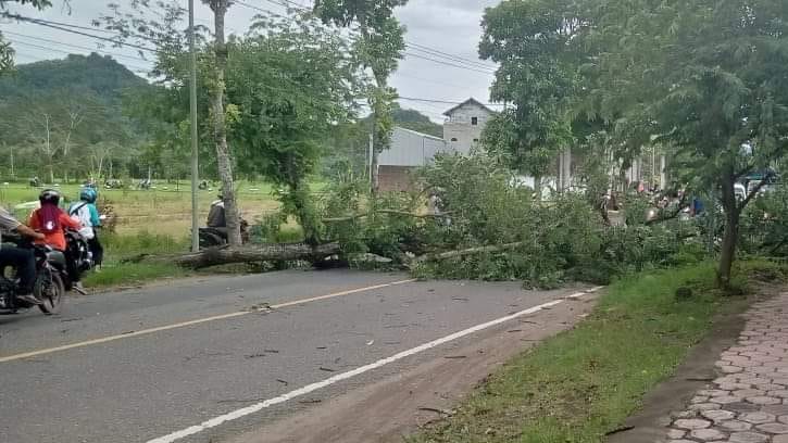 Pohon tumbang yang menutup akses jalan di Trenggalek