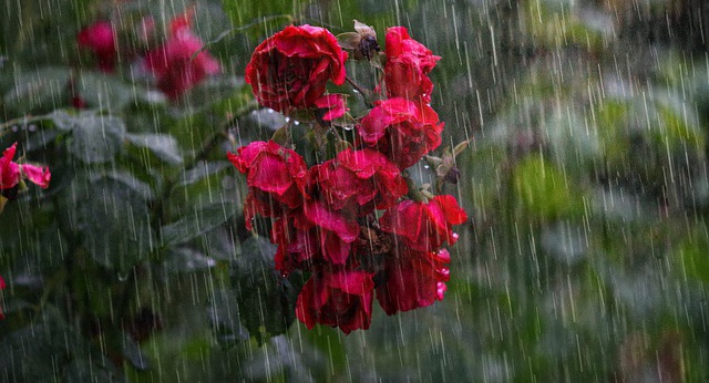 Bunga mawar diterpa hujan