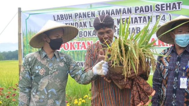 Panen padi melimpah dari pertanian tradisional petani Desa Wonoanti Trenggalek