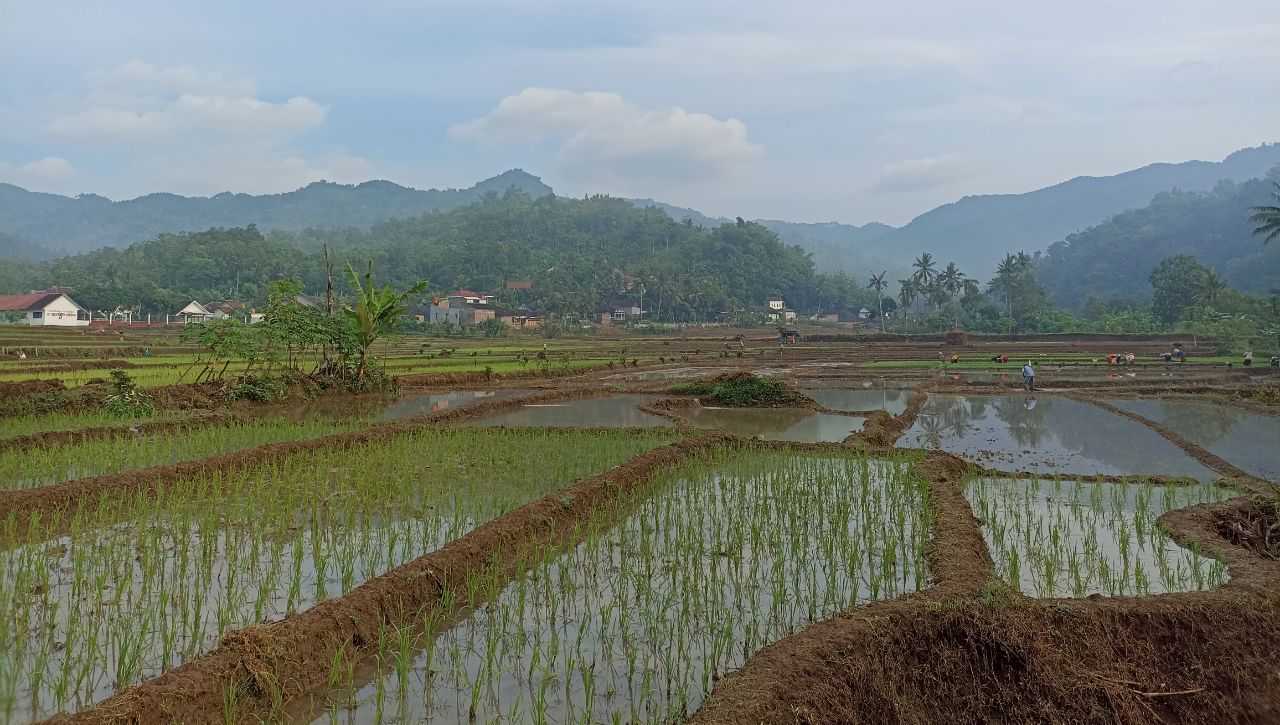 Sawah di Desa Prambon, Kecamatan Tugu, Trenggalek