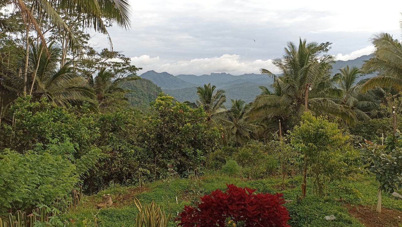 Cuaca cerah berawan di Srawung Coffee, Kecamatan Watulimo, Trenggalek