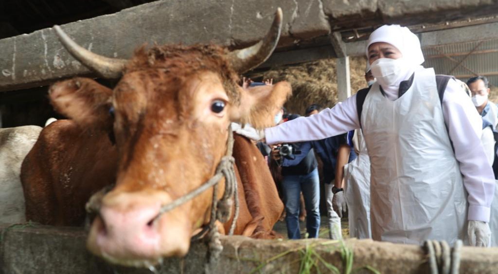 Gubernur Jawa Timur kunjungi proses pengobatan hewan ternak