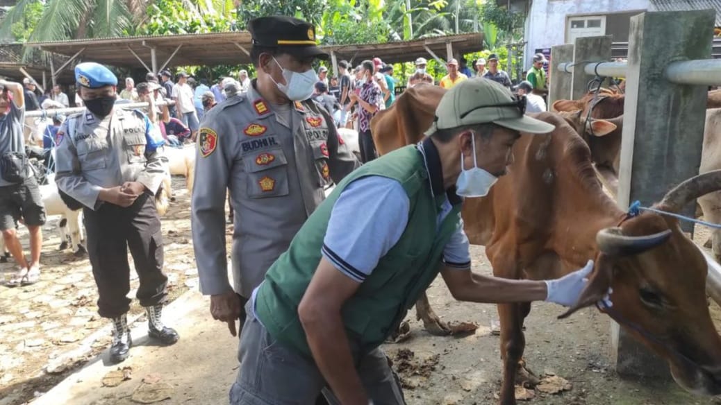 Cegah Kasus PMK, 4 Kecamatan di Trenggalek Jadi Fokus Pemeriksaan