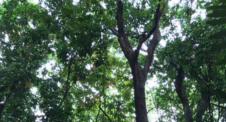 Pohon Pucung