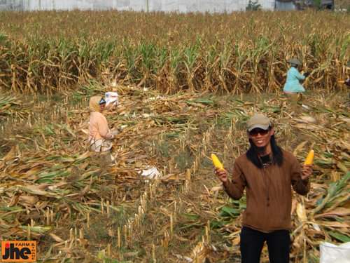 Jhe Mukti membawa jagung hasil panen di Malang