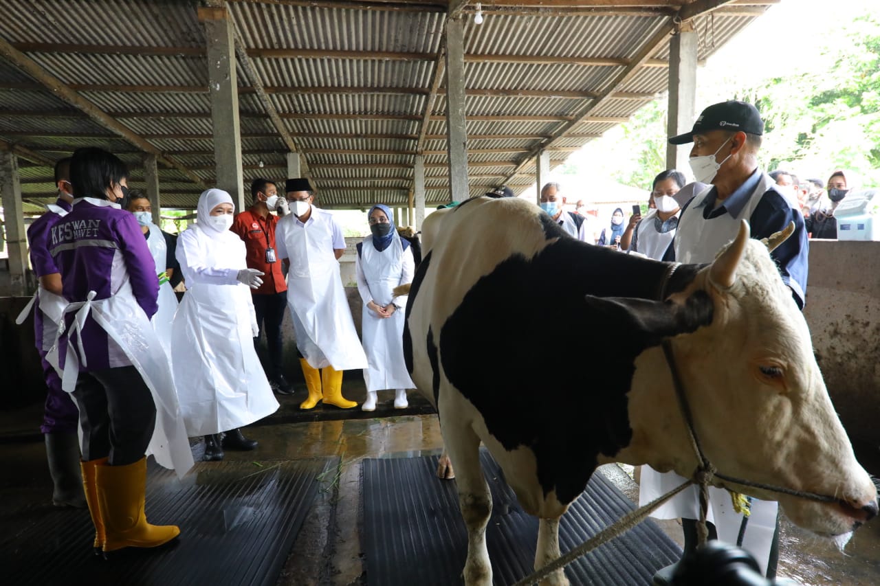Pemberian vaksin Penyakit Mulut dan Kuku di Jawa Timur