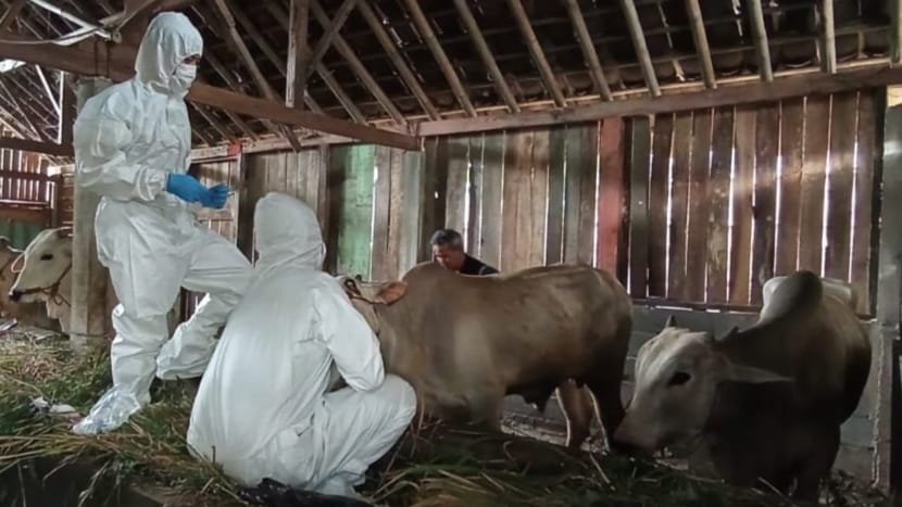 Pengambilan sampel swab sapi di wilayah Trenggalek oleh Balai Besar veteran (BBvet)