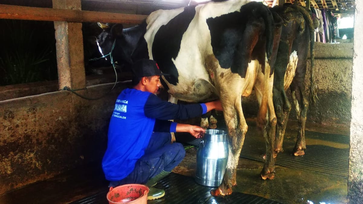 Peternak di Trenggalek sedang memeras susu dari sapi perah