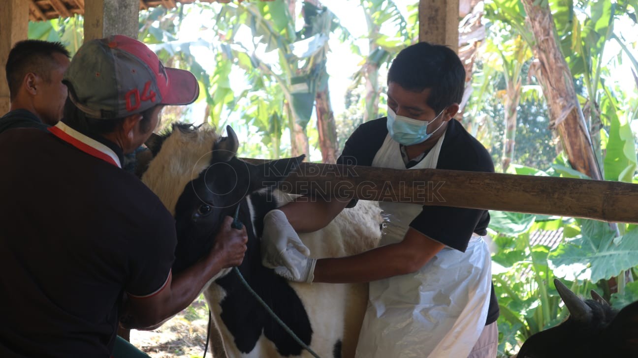 Petugas vaksin PMK menyuntikkan vaksin ke sapi perah di Kecamatan Bendungan, Trenggalek