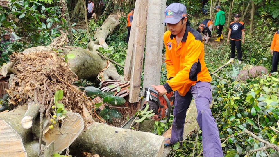 Proses pemotongan pohon besar yang menimpa rumah warga Desa Sumberejo, Kecamatan Durenan, Trenggalek