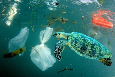 Seekor penyu yang dikelilingi sampah laut
