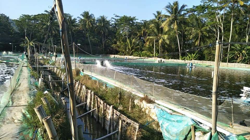 Tambak Udang di Trenggalek Terus Bertambah, Ancaman Perusakan Lingkungan Semakin Melimpah