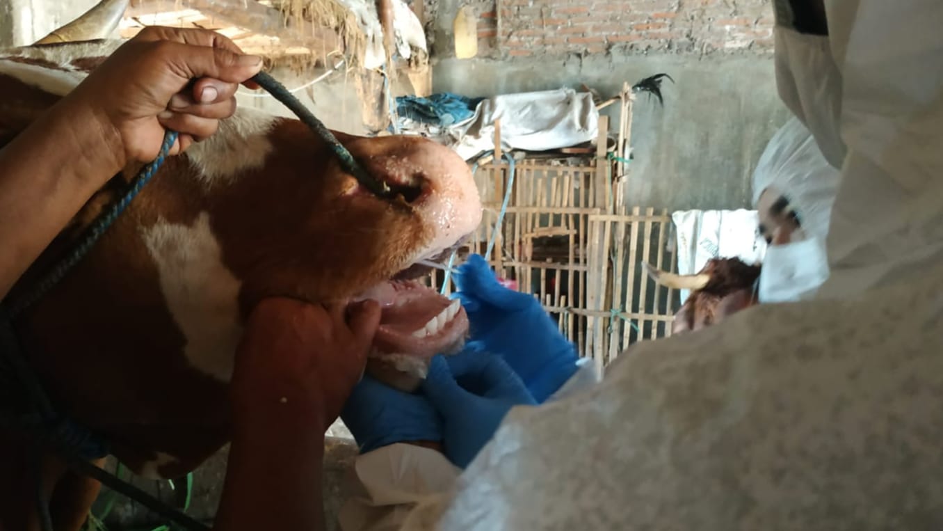 Tes swab sapi di Trenggalek yang terindikasi terpapar Penyakit Mulut dan Kuku