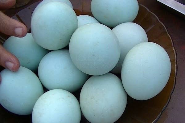 Telur Bebek