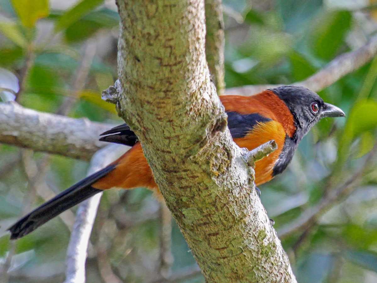 Hooded Pitohui, Burung Beracun Asal Papua