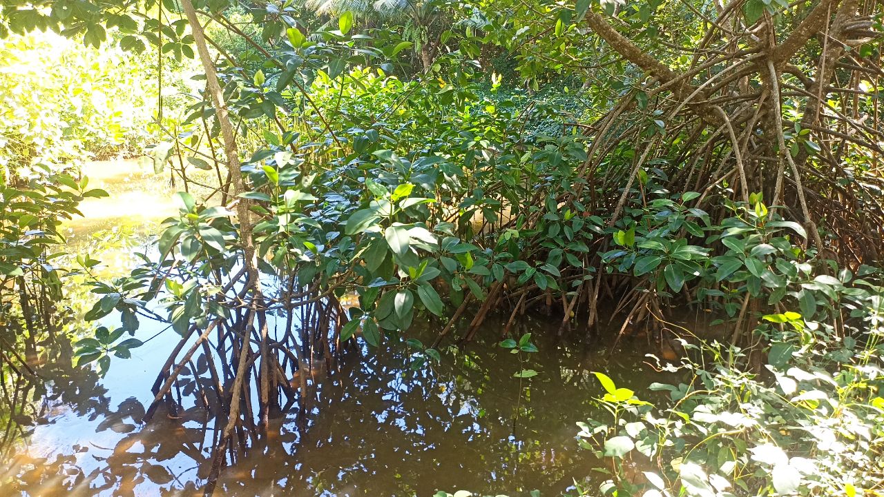Limbah tambak udang yang mencemari pohon bakau