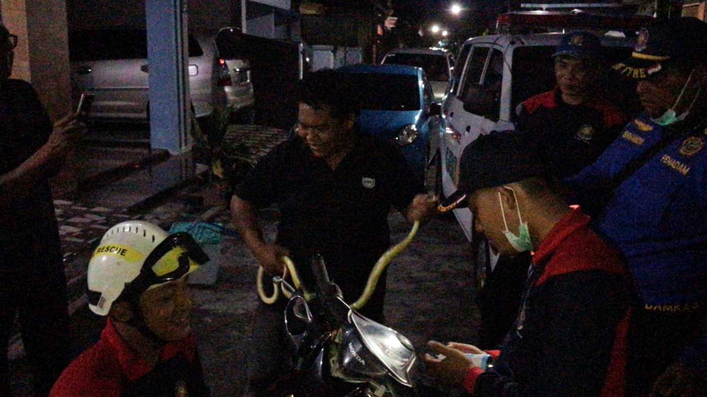 Ngeri, Ular Berbisa Sembunyi di Motor Warga Trenggalek 