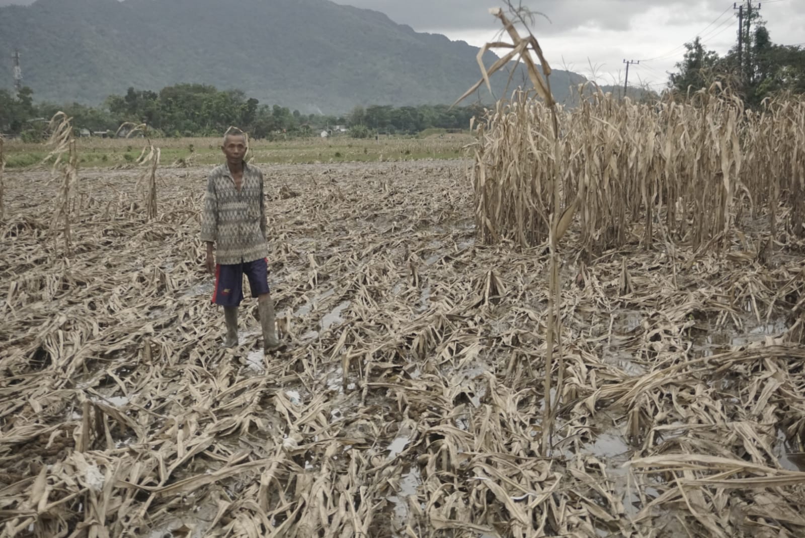 Lahan jagung seluas 512 hektare yang gagal panen