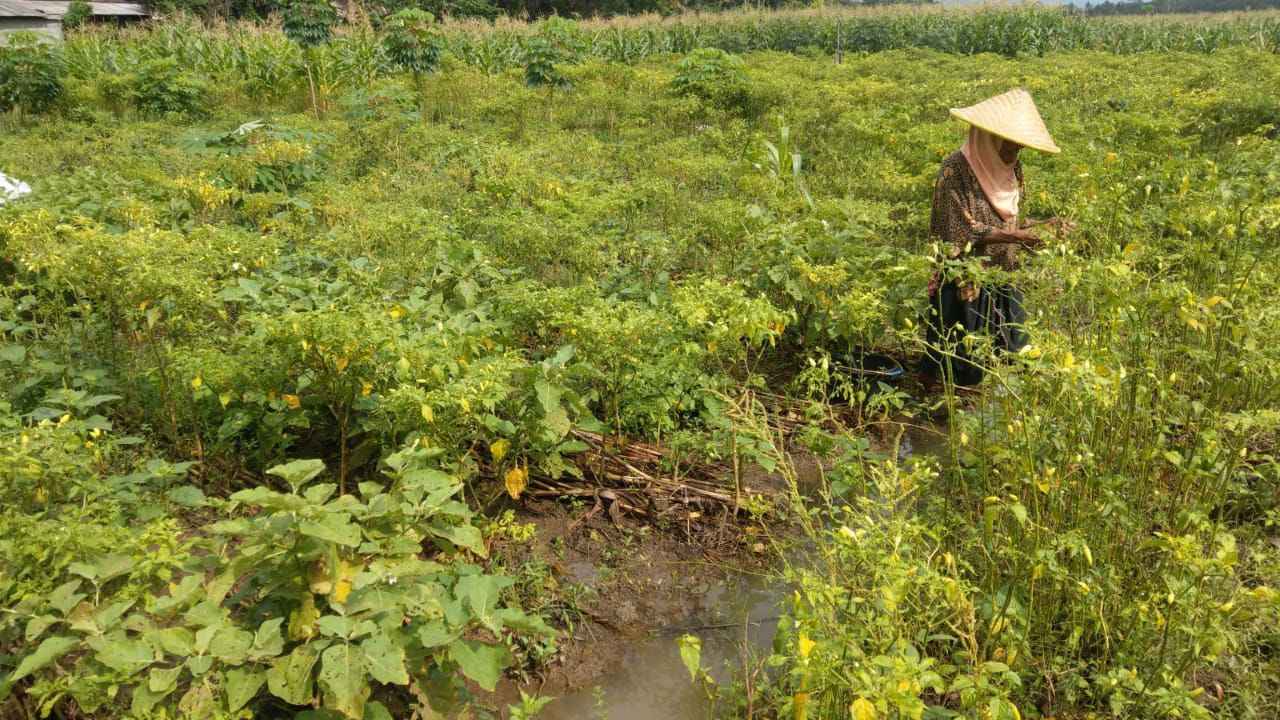 Petani gigit jari, ratusan hektare tanaman gagal panen/Foto: Kabar Trenggalek