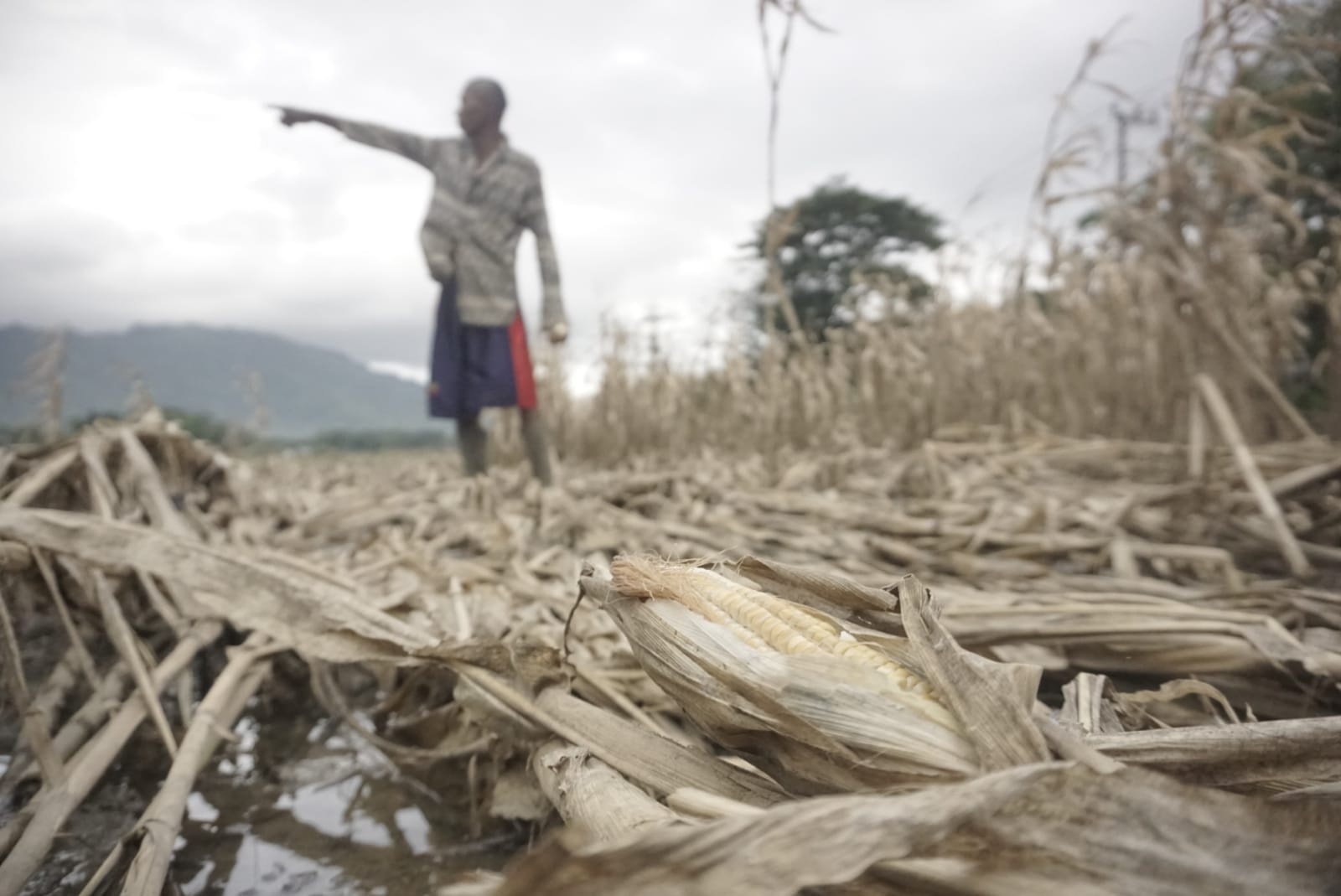 Petani jagung Trenggalek gagal panen 512 hektare gagal panen/Foto: Kabar Trenggalek