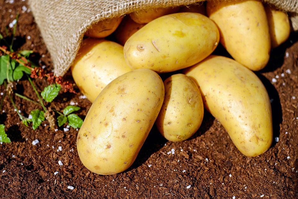 Ilustrasi kentang bermanfaat untuk mencerahkan kulit/Foto: Pixabay