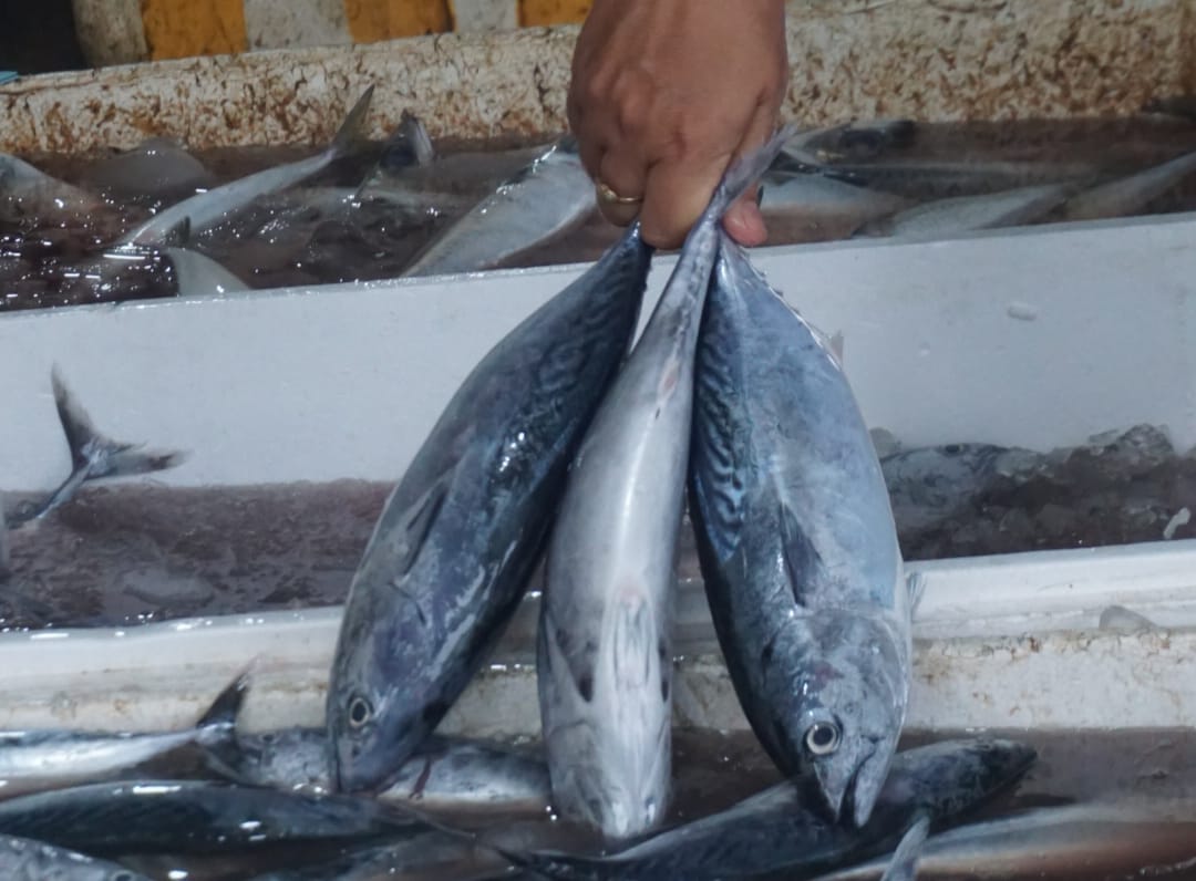 Tangkapan ikan oleh nelayan Trenggalek/Foto: Kabar Trenggalek