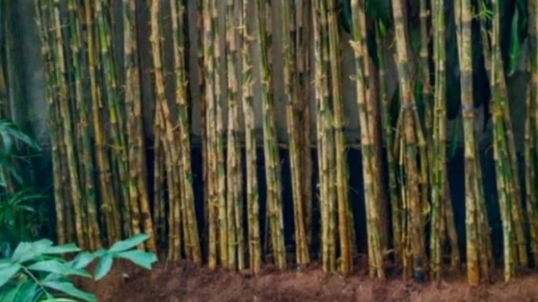Bambu Siam
