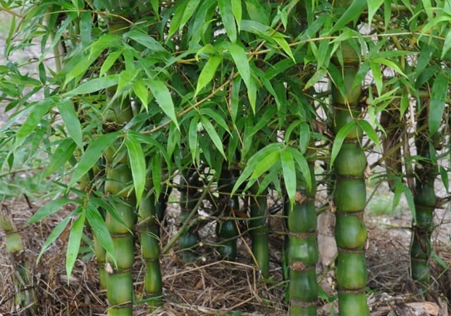 Bambu gendang