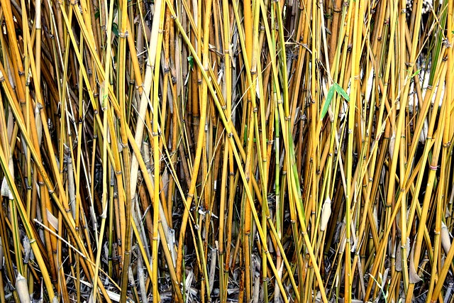 Bambu kuning