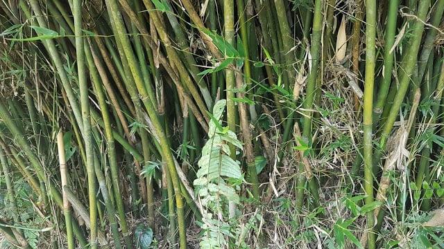 Bambu pagar