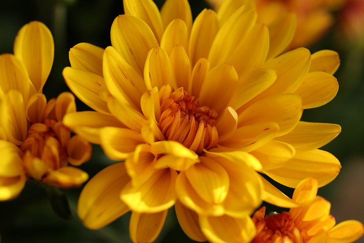 Bunga Chrysanthemum