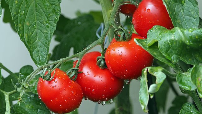 Tomat untuk atasi asam urat secara alami/Foto: Pixabay