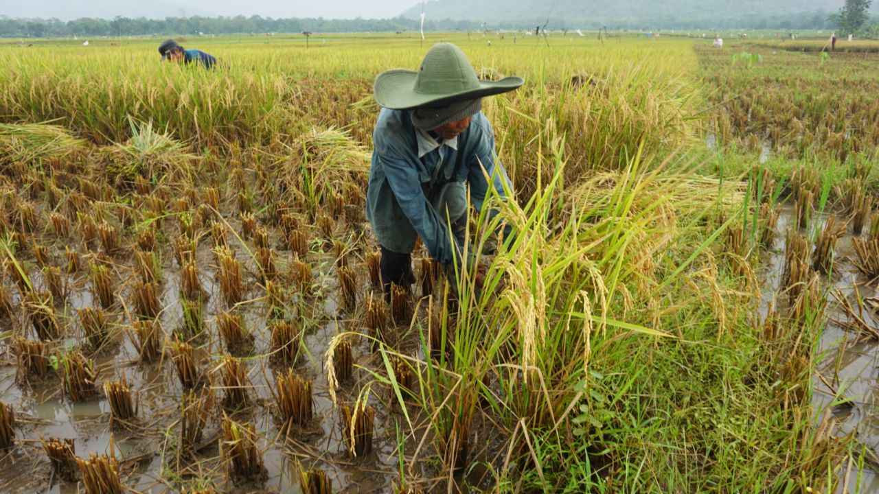 Manfaatkan Isi Perut Kambing Jadi Pupuk, Trenggalek Pegang Top 30 Inovasi Publik 