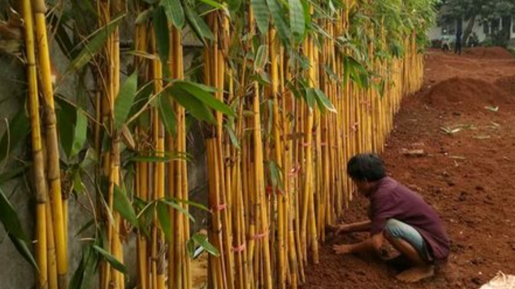 Pohon bambu untuk hias rumah/Foto: Bukalapak