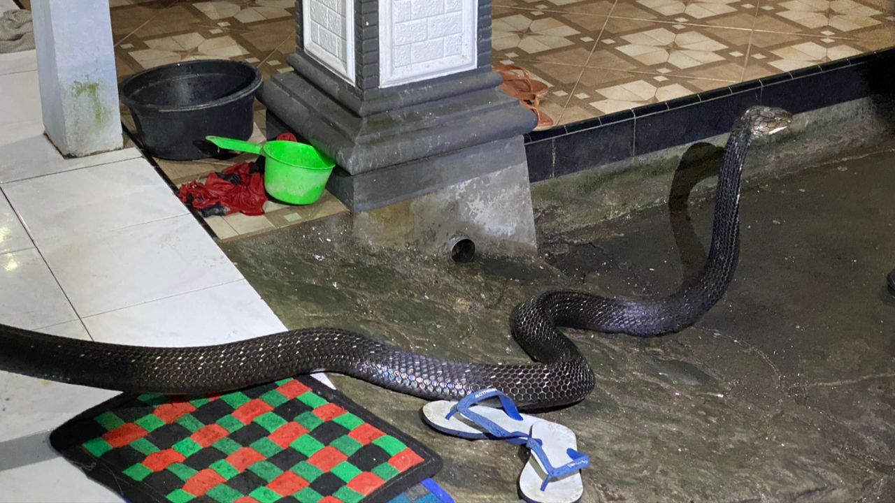 Ular King Kobra masuk ke rumah warga Trenggalek/Foto: Kabar Trenggalek
