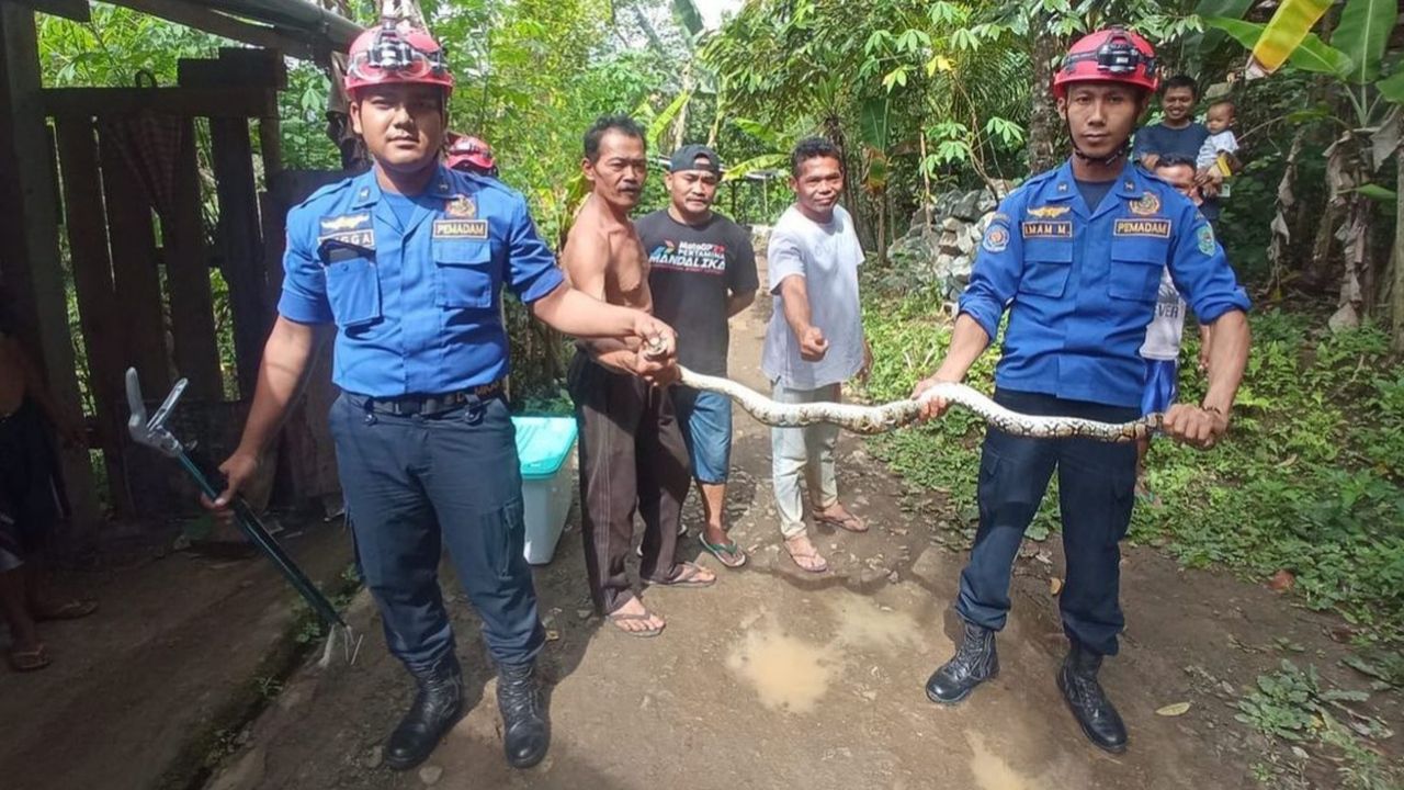 Ular Piton Sepanjang 1.2 Meter Bertengger di Atap Rumah Warga Trenggalek