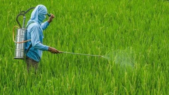 Kecanduan Pupuk Anorganik, Dampaknya Seperti Ini Bagi Lahan Petani Trenggalek