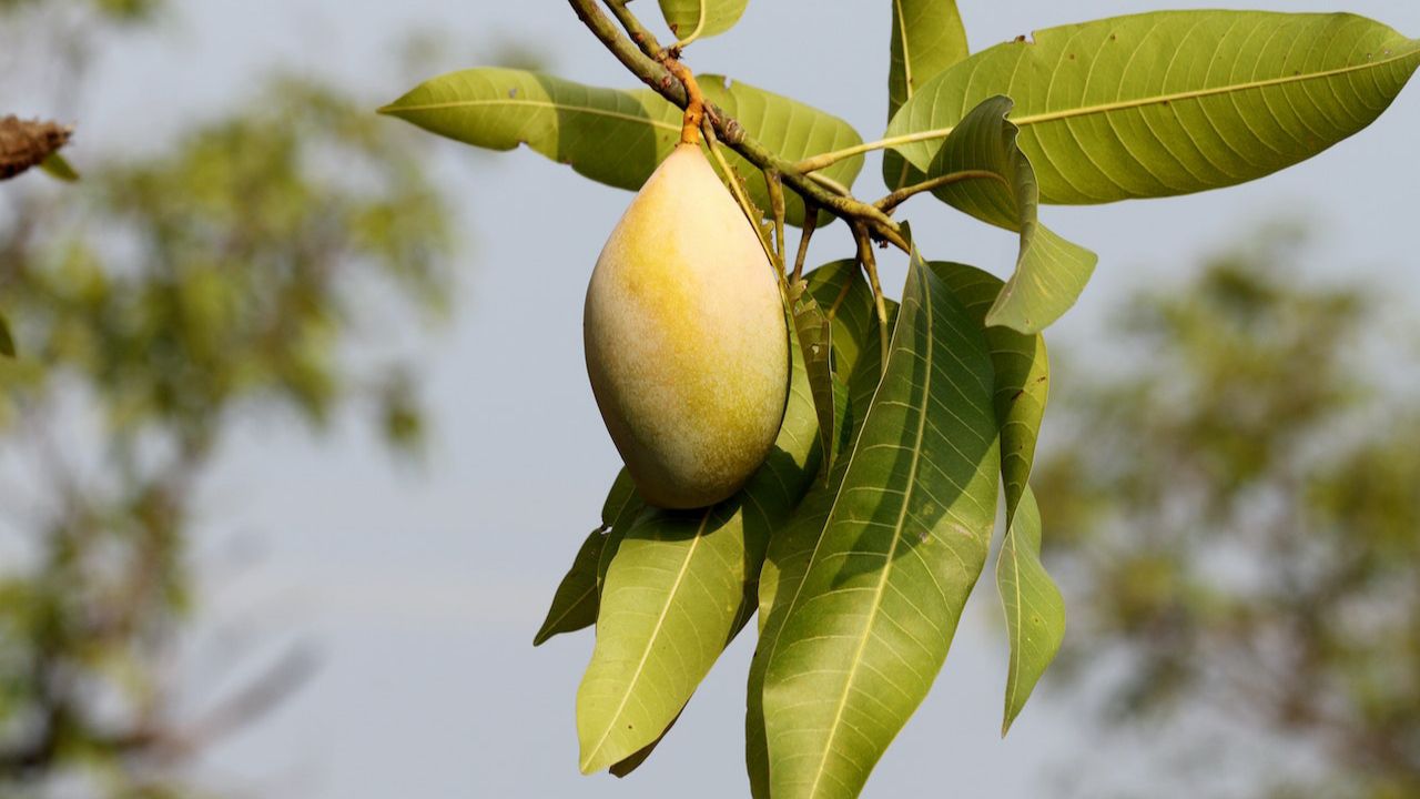 Tips Menanam Buah Mangga Supaya Berbuah di Luar Musim, 100% Berhasil