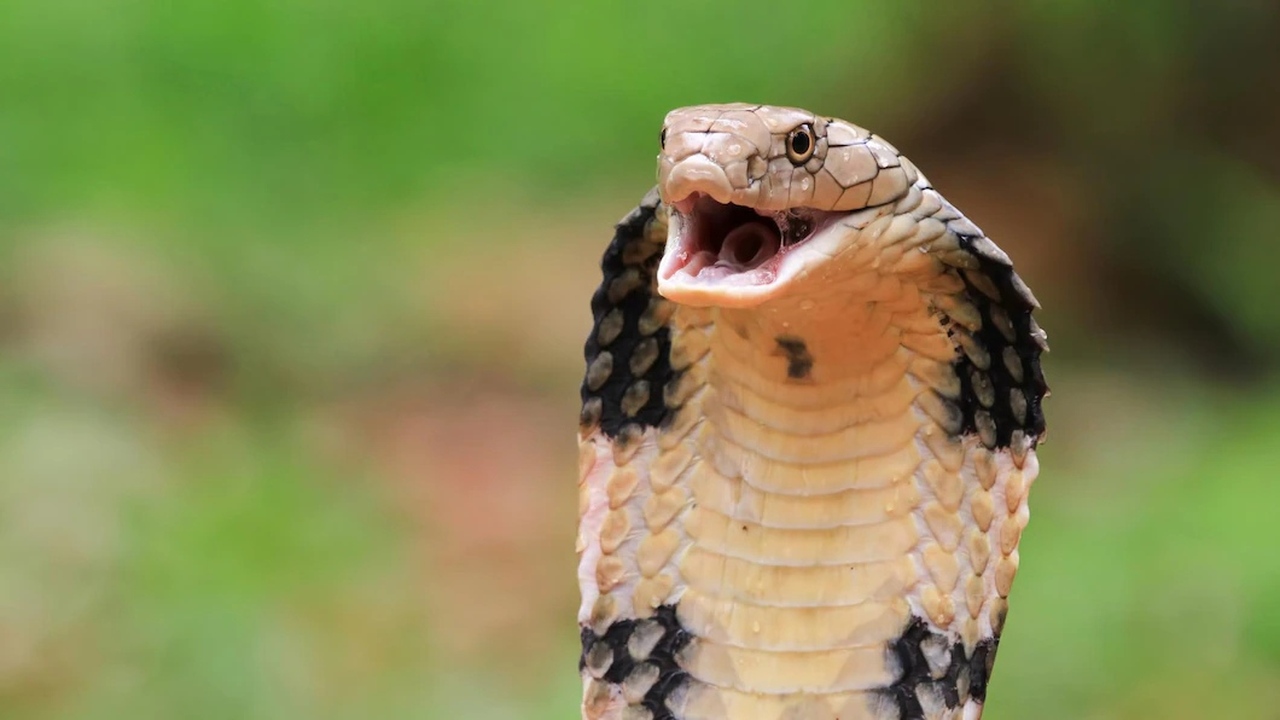King Cobra, salah satu ular paling mematikan di dunia/Foto: Freepik