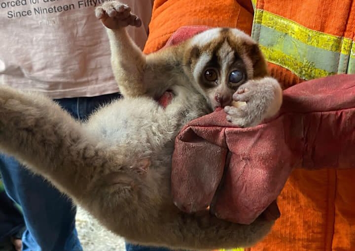 Geger, Satwa Langka Kukang Sembunyi di Rumah Warga Trenggalek 