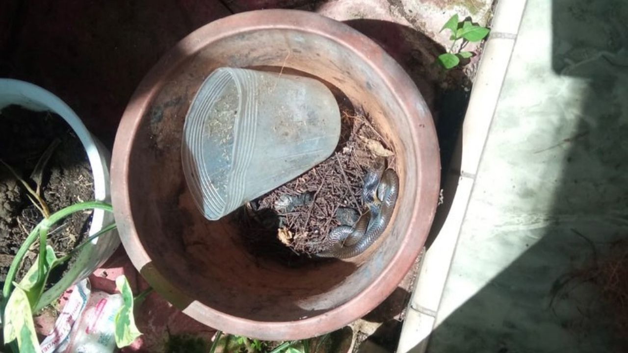 Ular kobra jawa bersembunyi di pot tanaman warga Trenggalek/Foto: Satpol PPK Trenggalek