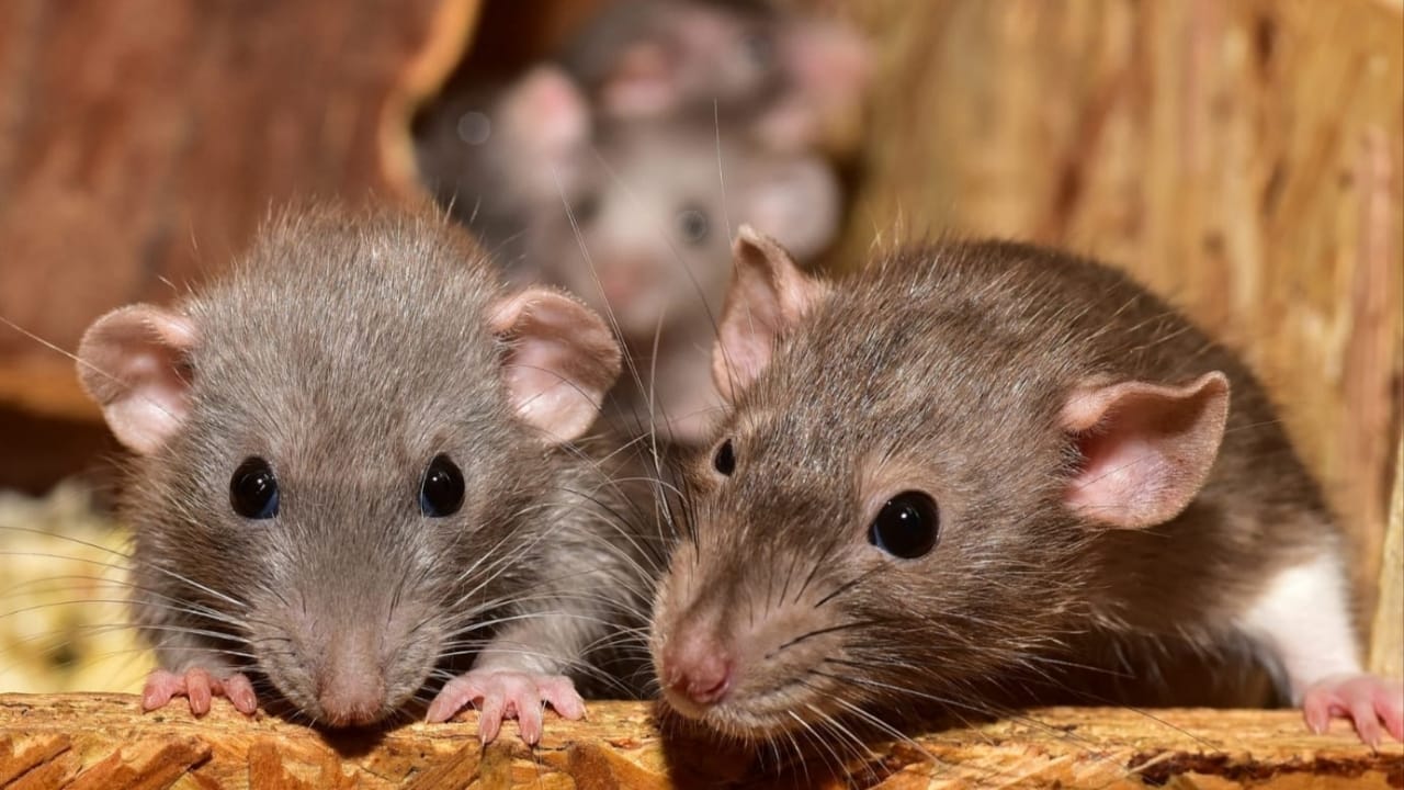 Ilustrasi. Membasmi tikus tanpa membunuh/Foto: Pixabay