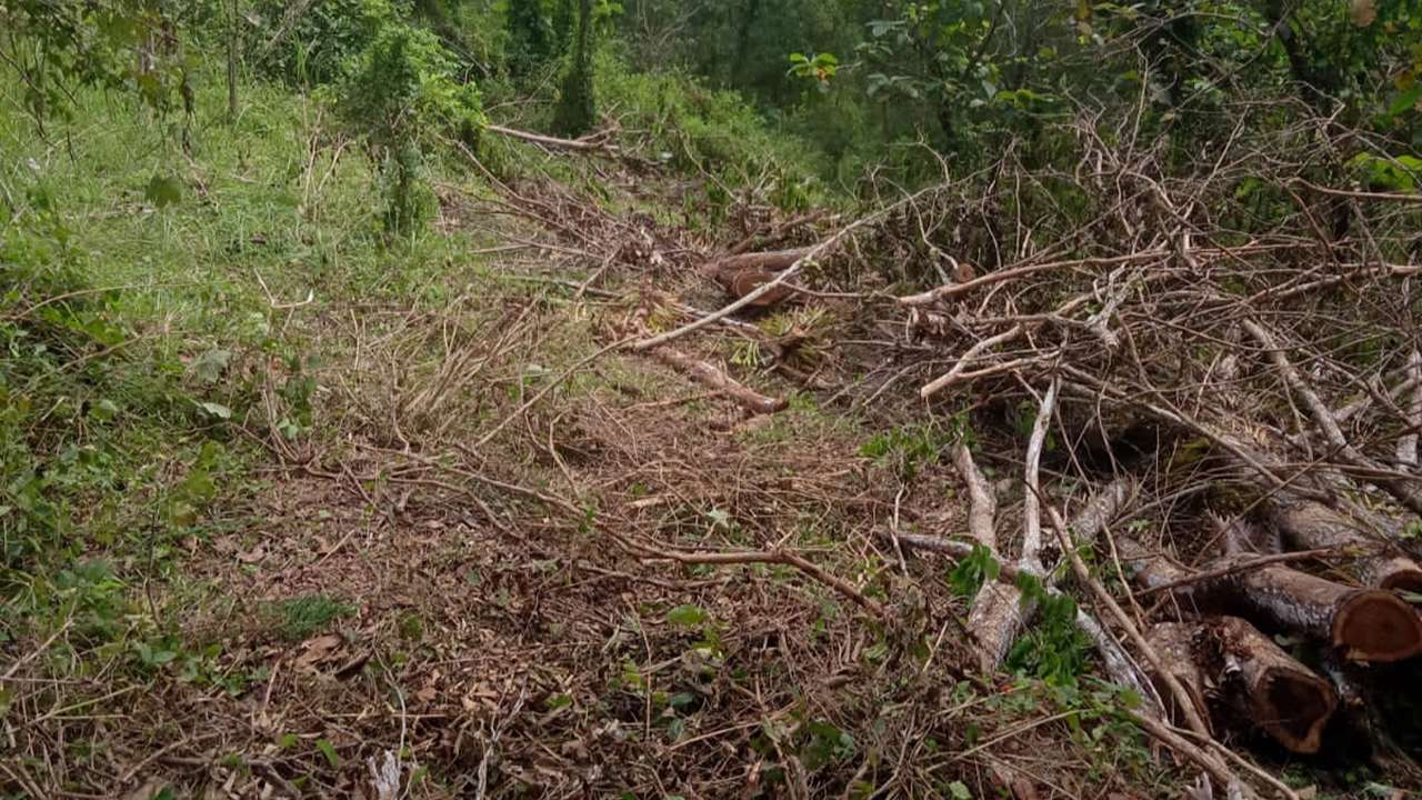 Hutan gundul diduga akibat penebangan liar kayu sonokeling di Trenggalek/Foto: Kabar Trenggalek