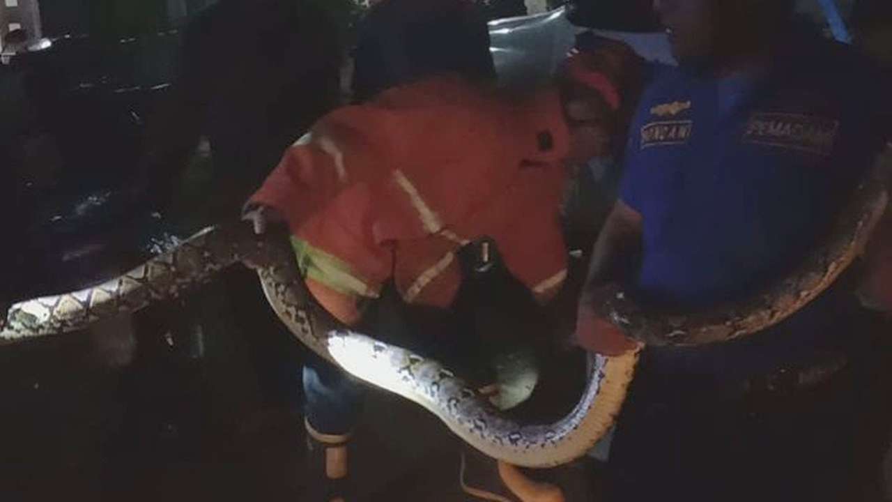 Tim Wisanggeni evakuasi ular piton/Foto: Damkar Trenggalek