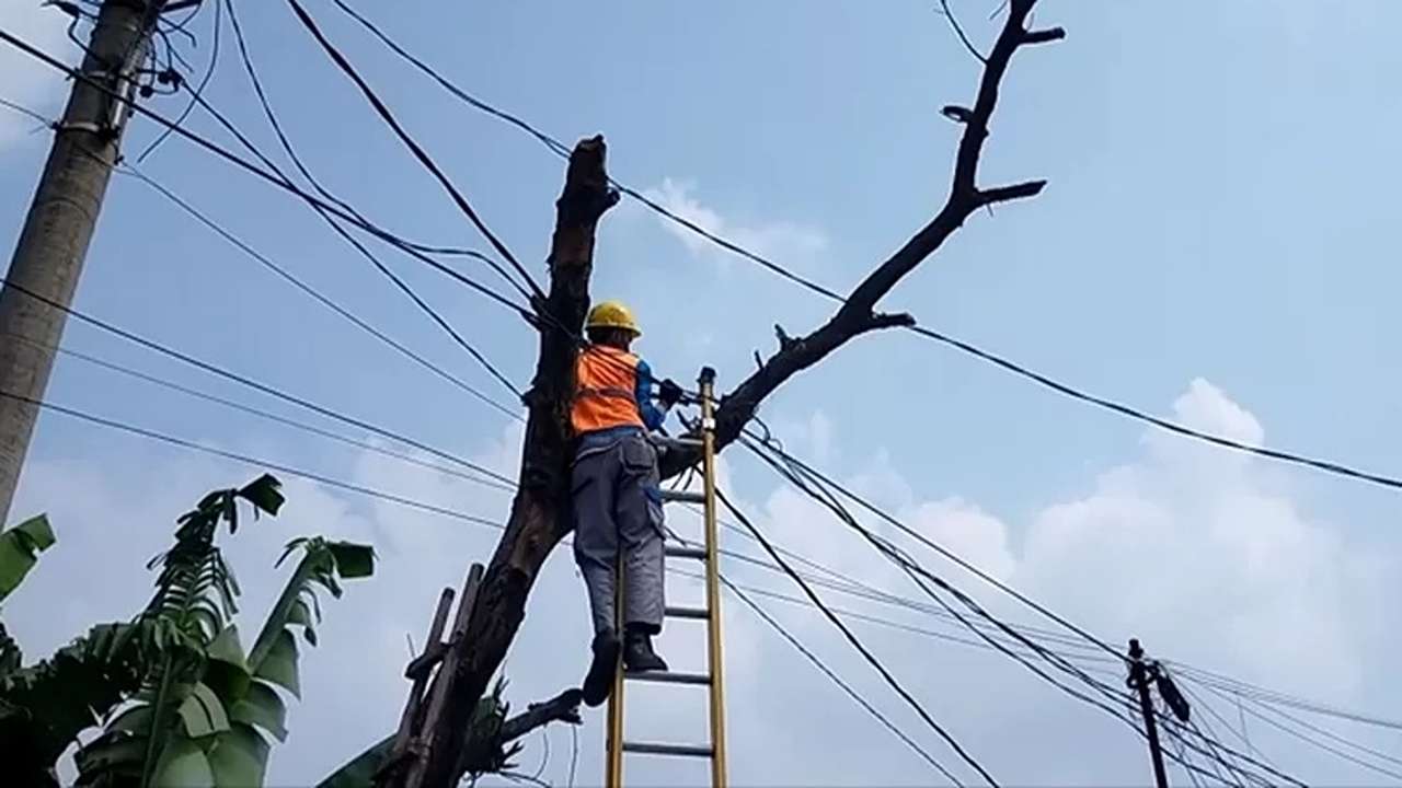 Petugas PLN memotong pohon untuk memperbaiki jaringan listrik/Foto: Istimewa