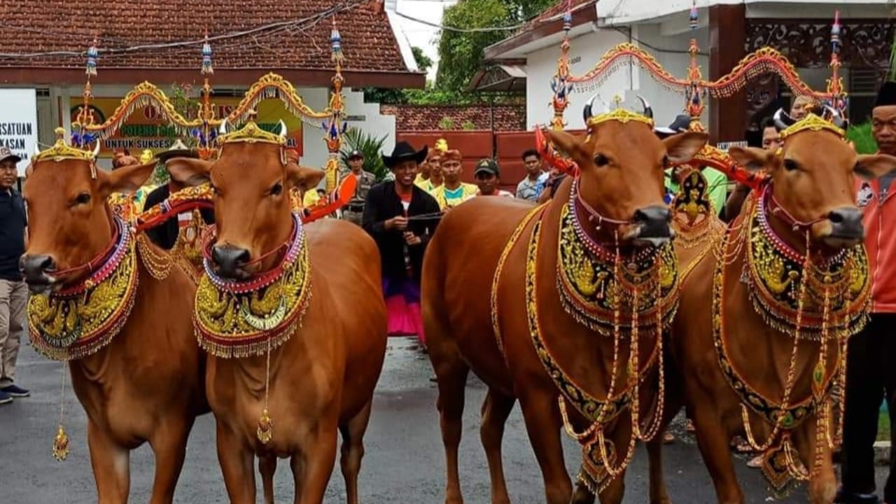 5 Tradisi Jelang Idul Adha di Jawa Timur 2023, Mulai Manten Sapi hingga Makan-makan