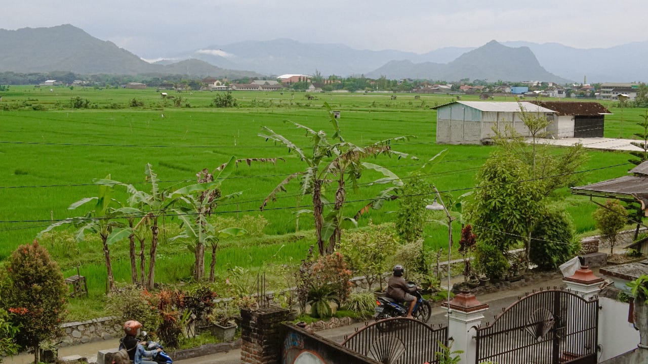 Landscape area persawahan di Kelurahan Surodakan Trenggalek/Foto: Beni Kusuma (Kabar Trenggalek)