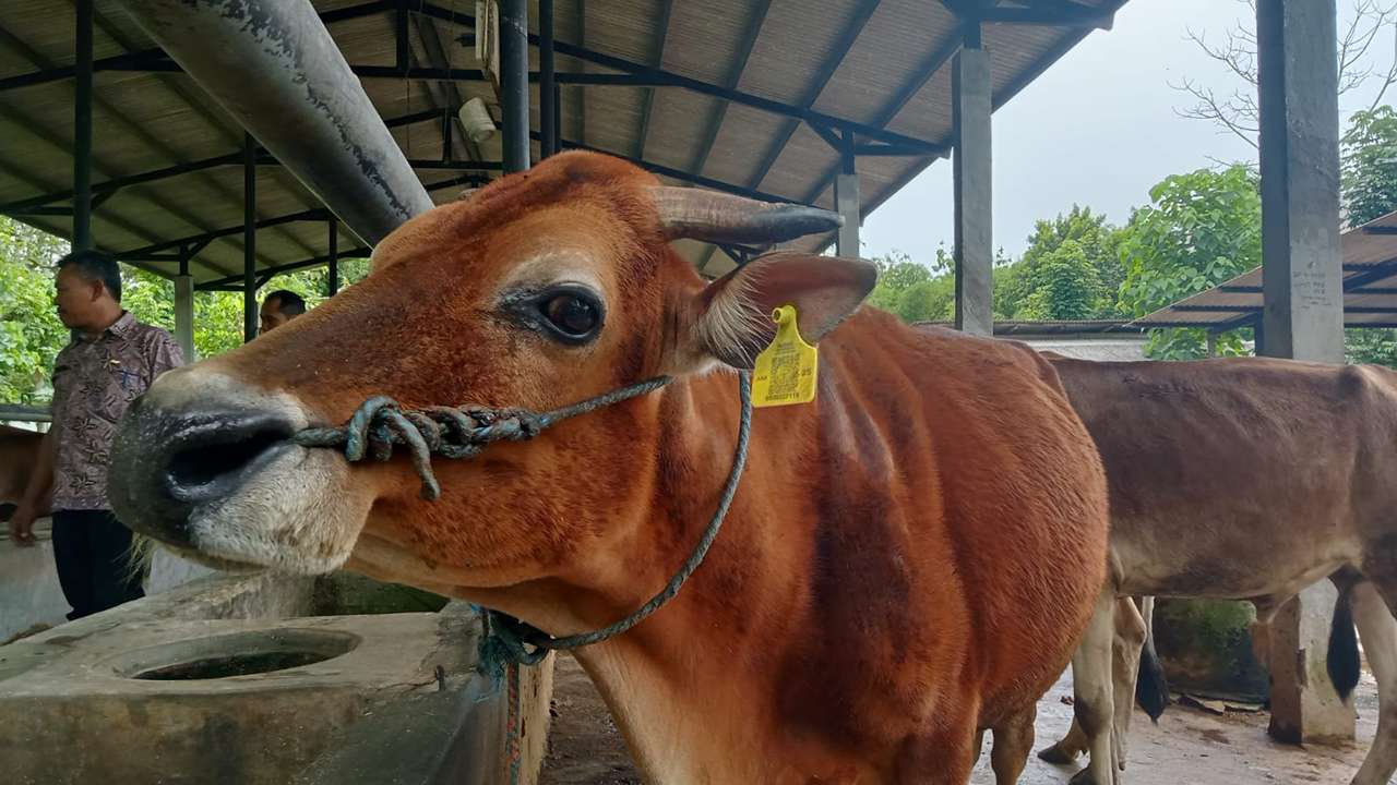 Hewan sapi di Trenggalek/Foto: Raden Zamz (Kabar Trenggalek)