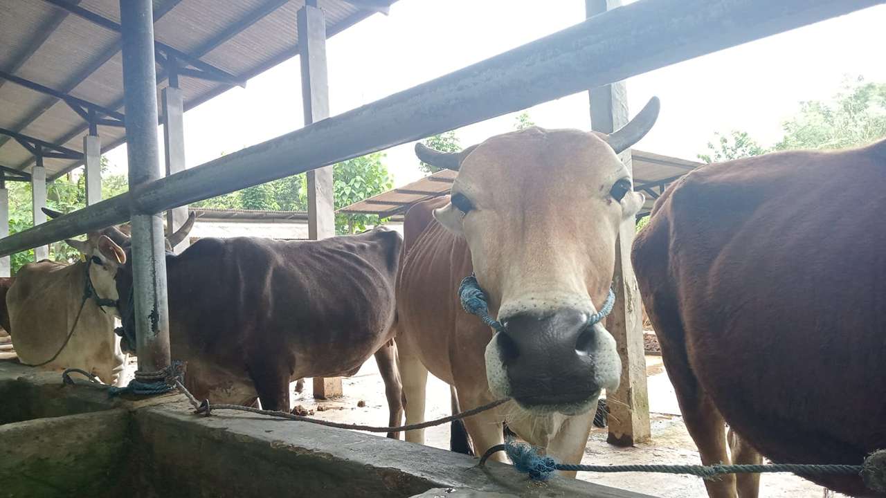 Sapi Miliknya Mati, Warga Trenggalek Wadul Dewan: Asuransi Belum Cair